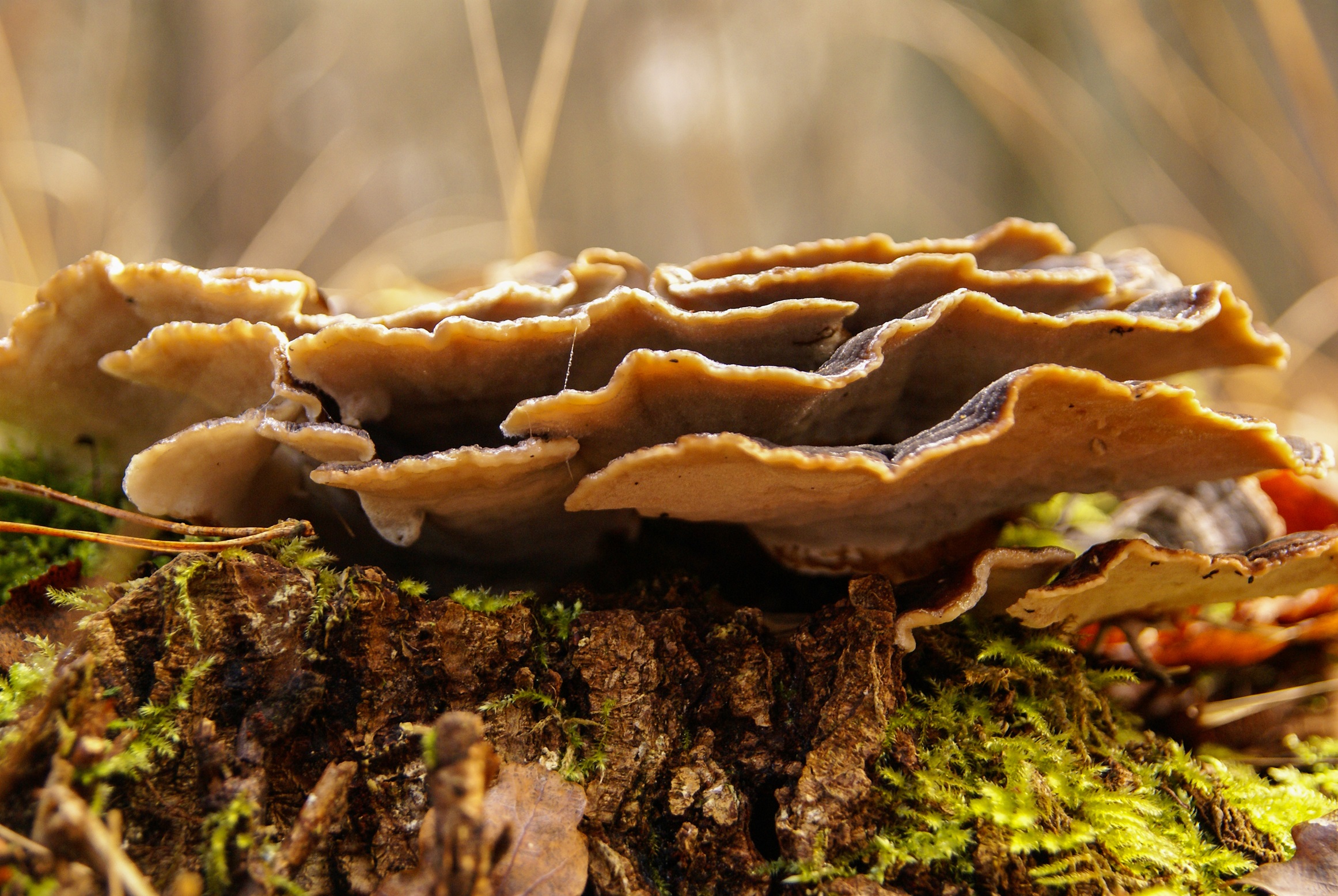 SCIENCE 7 - Australia Curriculum